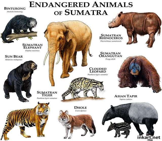biodiversity crisis image 1